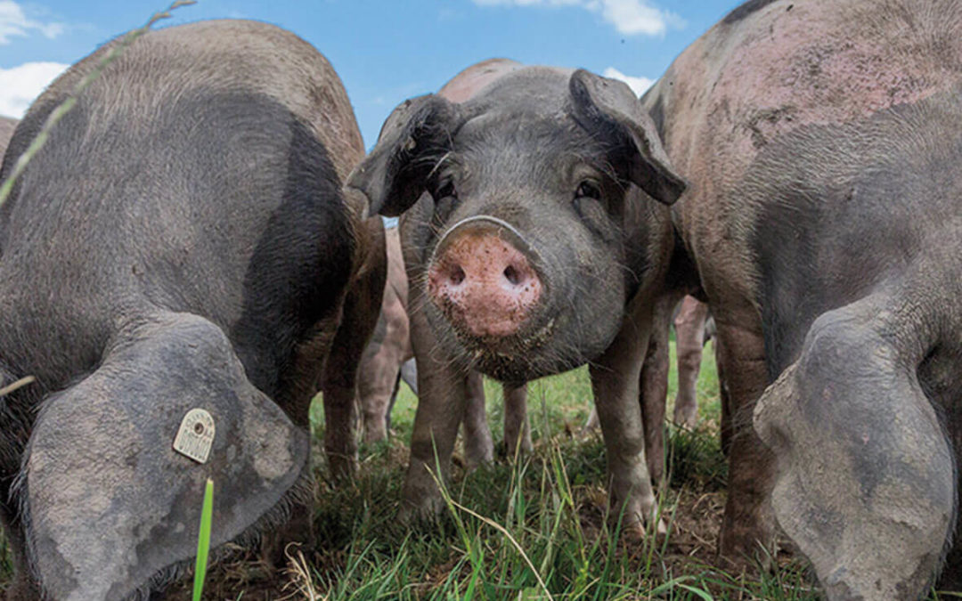NEU: Ausgezeichnete Schweinerasse im Wirtshaus zur Wunderburg